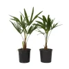 Väderkvarnspalm - Set om 2 - Trachycarpus Fortunei - Höjd 35-45cm - ⌀15cm