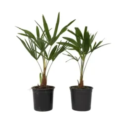 Väderkvarnspalm - Set om 2 - Trachycarpus Fortunei - Höjd 35-45cm - ⌀15cm