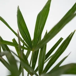 Väderkvarnspalm - Set om 2 - Trachycarpus Fortunei - Höjd 35-45cm - ⌀15cm