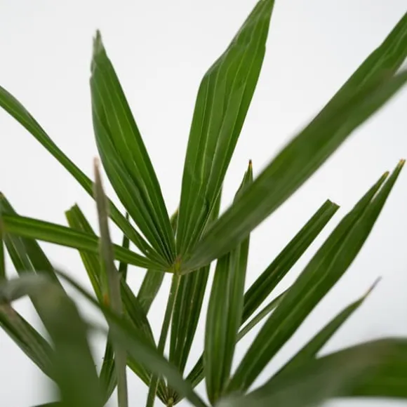 Väderkvarnspalm - Set om 2 - Trachycarpus Fortunei - Höjd 35-45cm - ⌀15cm