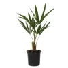 Väderkvarnspalm - Set om 4 - Trachycarpus Fortunei - Höjd 35-45cm - ⌀15cm