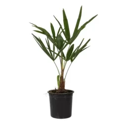 Väderkvarnspalm - Set om 4 - Trachycarpus Fortunei - Höjd 35-45cm - ⌀15cm