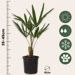 Väderkvarnspalm - Set om 4 - Trachycarpus Fortunei - Höjd 35-45cm - ⌀15cm