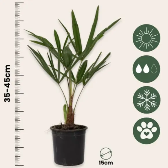Väderkvarnspalm - Set om 4 - Trachycarpus Fortunei - Höjd 35-45cm - ⌀15cm