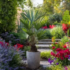 Väderkvarnspalm - Set om 4 - Trachycarpus Fortunei - Höjd 35-45cm - ⌀15cm