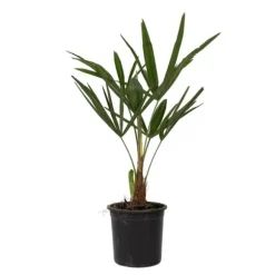 Väderkvarnspalm - Trachycarpus Fortunei - Höjd 35-45cm - ⌀15cm