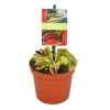 Venus flugfälla - Dionaea muscipula - kruka på 9cm