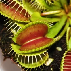 Venus flugfälla - Dionaea muscipula - kruka på 9cm