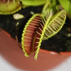 Venus flugfälla - Dionaea muscipula - kruka på 9cm