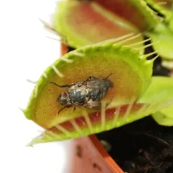 Venus flugfälla - Dionaea muscipula - kruka på 9cm