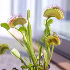 Venus flugfälla - Set om 6 - Dionaea muscipula - Höjd 5-15cm - ⌀5,5cm