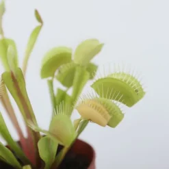 Venus flugfälla - Set om 6 - Dionaea muscipula - Höjd 5-15cm - ⌀5,5cm