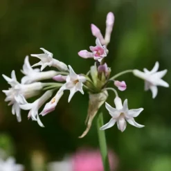 Vild vitlök - Set om 3 - Tulbaghia violacea - Höjd 15-25cm - ⌀9cm