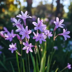 Vild vitlök - Set om 3 - Tulbaghia violacea - Höjd 15-25cm - ⌀9cm