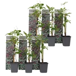 Vildvin - Set om 6 - Parthenocissus quinquefolia - Höjd 25-40cm - ⌀9cm