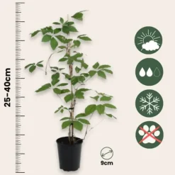 Vildvin - Set om 6 - Parthenocissus quinquefolia - Höjd 25-40cm - ⌀9cm
