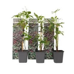 Vildvin - Set om 3 - Parthenocissus quinquefolia - Höjd 25-40cm - ⌀9cm