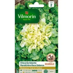 VILMORIN Giant escarole cikoria, Salanca ras, Salt. Vilmorin