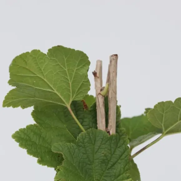 Vinbärsväxt - Set om 4 - Ribes rubrum 'Jonkheer van Tets' - Höjd 50-60cm - ⌀15cm
