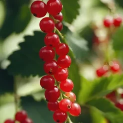 Vinbärsväxt - Set om 2 - Ribes rubrum 'Jonkheer van Tets' - Höjd 50-60cm - ⌀15cm