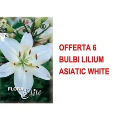 VÅR BULLAR ERBJUDANDE 6 BULB LILIUM ASIATISKT VIT BULB BULLAR