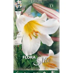VÅRBLOMNINGAR LILIUM TRUMPET REGALE FÖRPACKNING MED 1 LÖK