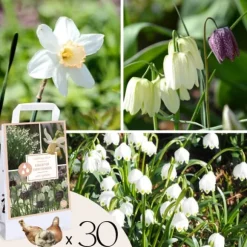 Våt trädgårdslåda - 30 blomsterlökar för fuktiga och regniga platser