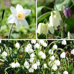 Våt trädgårdslåda - 30 blomsterlökar för fuktiga och regniga platser