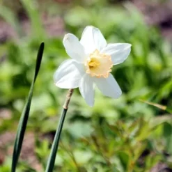 Våt trädgårdslåda - 30 blomsterlökar för fuktiga och regniga platser