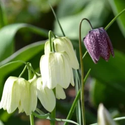 Våt trädgårdslåda - 30 blomsterlökar för fuktiga och regniga platser