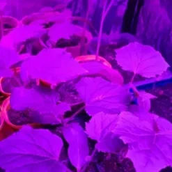 Växtbelysning 225 LED Panel | Odlingslampa för Optimal Växtutveckling