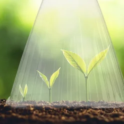 Växthatt 24 stycken