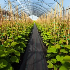 Växtskyddstyg, 25x2 m, Svart