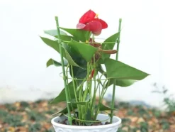 Växtstöd / Spaljé - 60 cm