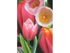 Worth-Keeping Mini kartka 3D Tulipan (180178)
