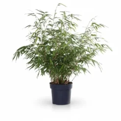 4x Bambu Fargesia Rufa 60 cm i Kruka Ø19 cm