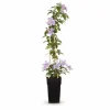 3x Clematis Justa Klätterväxt 65 cm i 15 cm Kruka