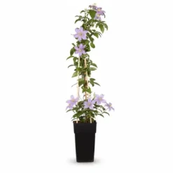 3x Clematis Justa Klätterväxt 65 cm i 15 cm Kruka