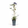 4x Clematis Multi Blue 65 cm - Krukstorlek Ø15 cm