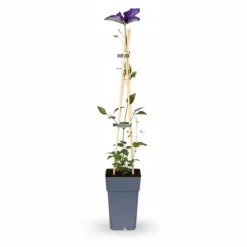 4x Clematis 'The President' - Klätterväxt 65 cm, Kruka Ø15 cm