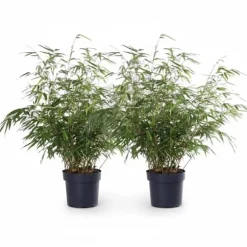 2x Fargesia Rufa Bambuväxter 60 cm i Kruka Ø19 cm