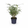 8x Fargesia Rufa Bambuväxter 40 cm i 14 cm Kruka