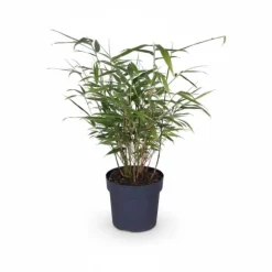 8x Fargesia Rufa Bambuväxter 40 cm i 14 cm Kruka