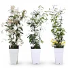 3x Trachelospermum Mix - Klätterväxter 65 cm, Kruka Ø15 cm