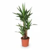 Yucca Växt i Kruka Ø21 cm, Höjd ca 90 cm
