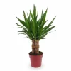Yucca Växt Tres Cañas - 70 cm, Kruka Ø19 cm