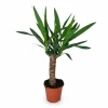 Yuccapalm i Kruka Ø14 cm, Höjd ca 60 cm