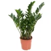Zamiakalla - Zamioculcas Emerald - Höjd 70-80cm - ⌀21cm