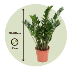 Zamiakalla - Zamioculcas Emerald - Höjd 70-80cm - ⌀21cm