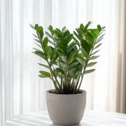 Zamiakalla - Zamioculcas Zamiifolia - Höjd 55-65cm - ⌀17cm